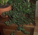 foto Le piante domestiche Cyanotis , verde