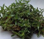foto Le piante domestiche Cyanotis , verde