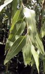 foto Le piante domestiche Gum Tree gli alberi (Eucalyptus), verde