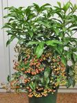 Photo House Plants Coral Berry, Hen's Eyes tree (Ardisia), green