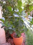 Foto Topfpflanzen Balsam Apfel bäume (Clusia), grün