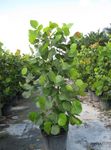 Photo House Plants Sea Grape tree (Coccoloba), green