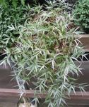 Foto Topfpflanzen Variegated Basketgrass (Oplismenus), gesprenkelt