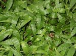 Foto Topfpflanzen Variegated Basketgrass (Oplismenus), grün