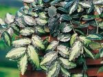 Foto Topfpflanzen Pellonia, Hinterwassermelone Weinstock (Pellionia), gesprenkelt