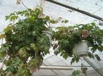 Photo House Plants Monkey Rope, Wild Grape (Rhoicissus), green