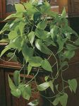 Photo House Plants Epipremnum , green