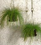 Photo House Plants Fiber-optic grass (Isolepis cernua, Scirpus cernuus), green