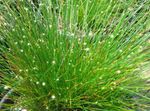 foto Le piante domestiche Fibra Ottica Erba (Isolepis cernua, Scirpus cernuus), verde