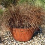 fénykép Carex, Sás jellemzők