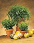 Foto Topfpflanzen Miniatur-Bambus (Pogonatherum), grün