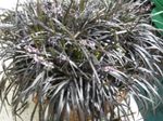 Photo House Plants Black Dragon, Lily-turf, Snake's beard (Ophiopogon), silvery