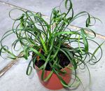 Foto Topfpflanzen Lilie Rasen (Liriope), grün