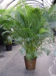 Foto Topfpflanzen Butterfly Palm, Golden Cane Palm bäume (Areca), grün