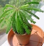 Foto Biophytum, Empfindliche Pflanze , grün