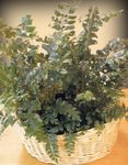 Foto Topfpflanzen Mahagoni Fern, Terrestrisch Fern (Didymochlaena), grün