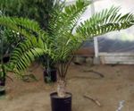 Photo House Plants Florida Arrowroot tree (Zamia), green