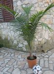 Foto Topfpflanzen Majestät Palme bäume (Ravenea), grün