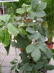 Foto Topfpflanzen Chestnut Vine liane (Tetrastigma), grün