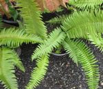 foto Le piante domestiche Spada Felce (Polystichum), verde