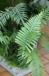 Foto Topfpflanzen Polypody (Polypodium), grün