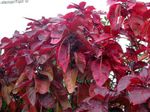 Foto Topfpflanzen Feuerdrache Acalypha, Hoja De Cobre Kupferblatt sträucher (Acalypha wilkesiana), rot