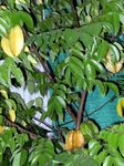 foto Le piante domestiche Carambola, Starfrui gli alberi (Averrhoa carambola), verde