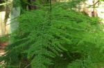 Photo des plantes en pot Asperges (Asparagus), vert