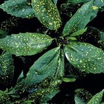 Nuotrauka Kambariniai Augalai Aukso Dulkių Medis, Aucuba Japonica krūmas , margas