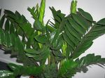 Foto Topfpflanzen Fat Boy (Zamiaculcas zamiifolia), dunkel-grün