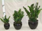 Photo House Plants Fat Boy (Zamiaculcas zamiifolia), dark green