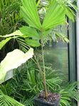 Photo House Plants Fishtail Palm tree (Caryota), green