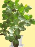 Foto Topfpflanzen Neuseeland Lorbeer sträucher (Corynocarpus), grün