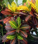 foto Le piante domestiche Croton (Codiaeum), eterogeneo
