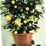 Photo House Plants Lemon tree , dark green