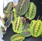 foto Le piante domestiche Pianta Preghiera (Maranta), eterogeneo