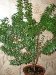 foto Le piante domestiche Mirto Comune gli arbusti (Myrtus communis), verde