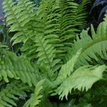 Photo House Plants Sword Ferns (Nephrolepis), green