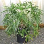 Foto Topfpflanzen Fountain Palm bäume (Livistona), grün