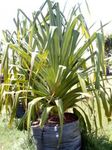 Photo House Plants Screw Pine (Pandanus), green