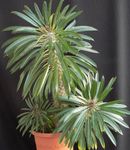 foto Le piante domestiche Pachypodium , verde