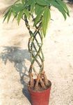 Photo House Plants Guiana chestnut, Water Chestnut tree (Pachira aquatica), green