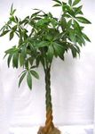 Photo House Plants Guiana chestnut, Water Chestnut tree (Pachira aquatica), green