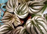 Foto Topfpflanzen Heizkörper-Werk, Wassermelone Begonien, Baby Gummibaum (Peperomia), golden