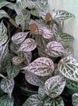 Photo House Plants Celebes Pepper, Magnificent Pepper liana (Piper crocatum), motley