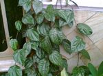 Foto Topfpflanzen Celebes Pepper, Prächtige Pfeffer liane (Piper crocatum), dunkel-grün