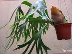 foto Le piante domestiche Staghorn Felce, Elkhorns (Platycerium), verde