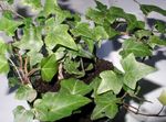 foto Le piante domestiche Edera la liana (Hedera), verde