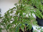 Foto Topfpflanzen Polyscias sträucher , grün