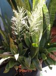 foto Le piante domestiche Sansevieria , eterogeneo
